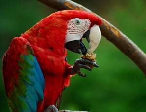 red blue and green parrot thumbnail