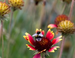 bee and red petaled flower thumbnail