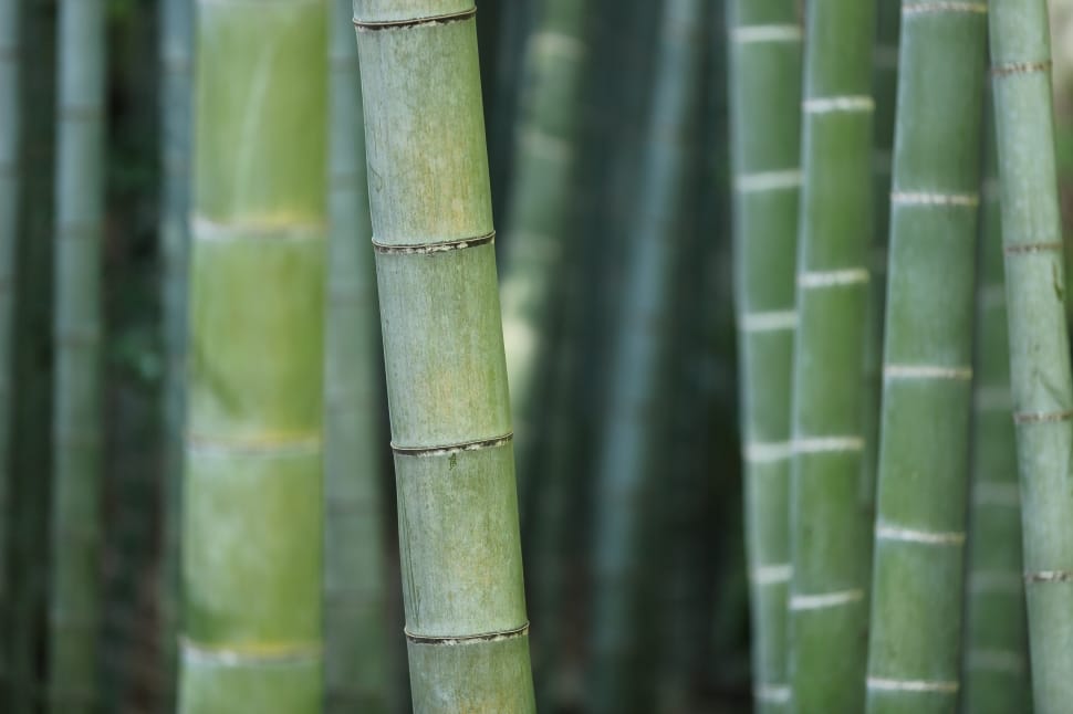 green bamboo tree on selective focus type of photography preview