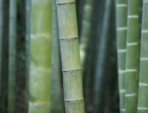 green bamboo tree on selective focus type of photography thumbnail