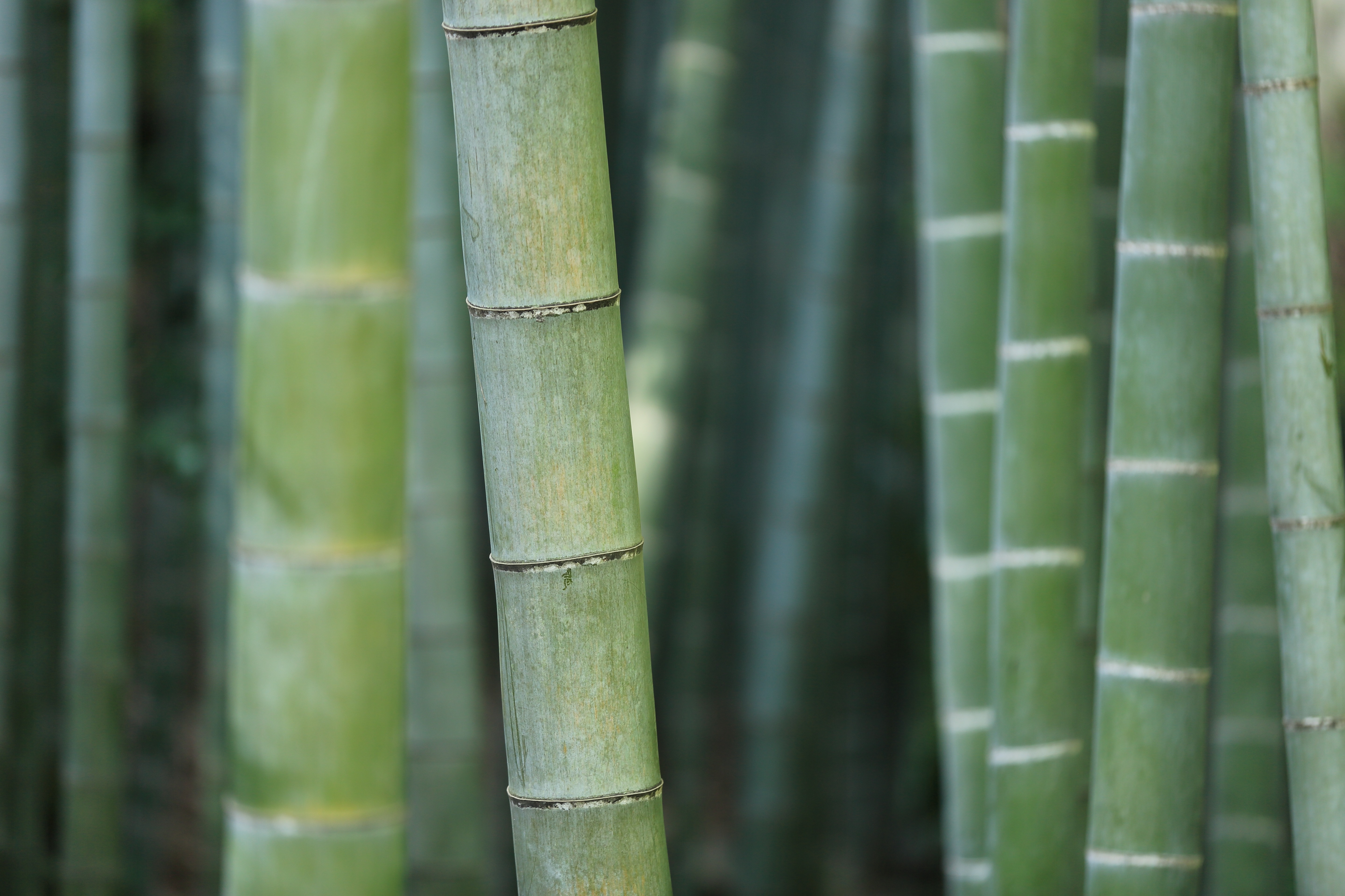 green bamboo tree on selective focus type of photography