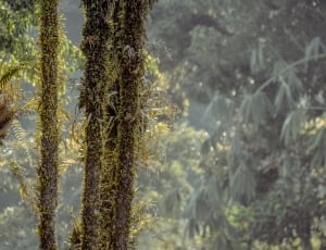 green trees in forest thumbnail