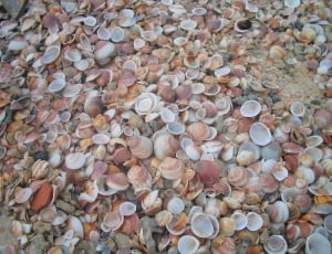 brown and white seashell lot thumbnail