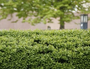 selective photography of hedge during daytime thumbnail