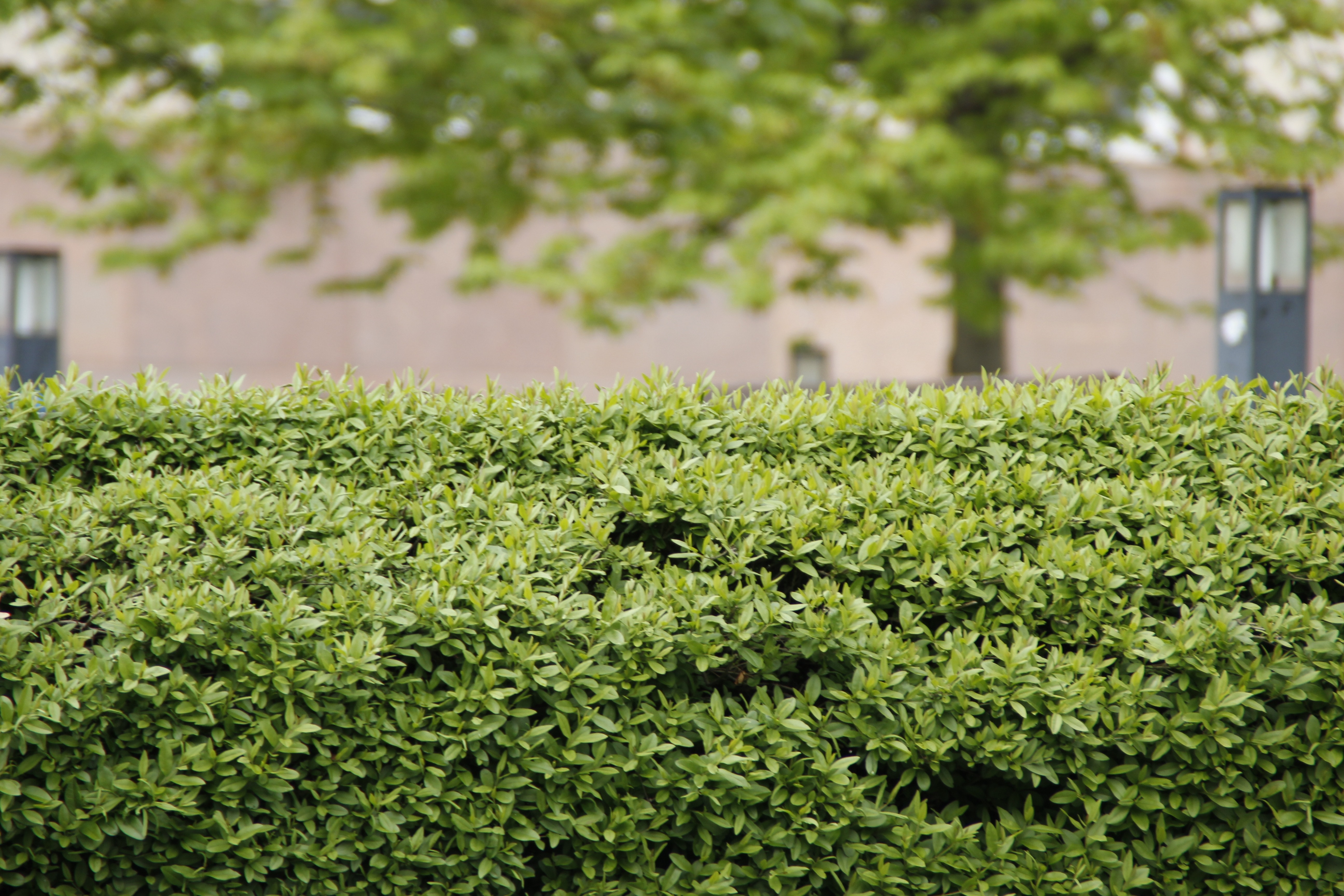 selective photography of hedge during daytime