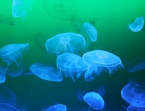 Meduse, Sea Animal, Jellyfish, water, underwater thumbnail