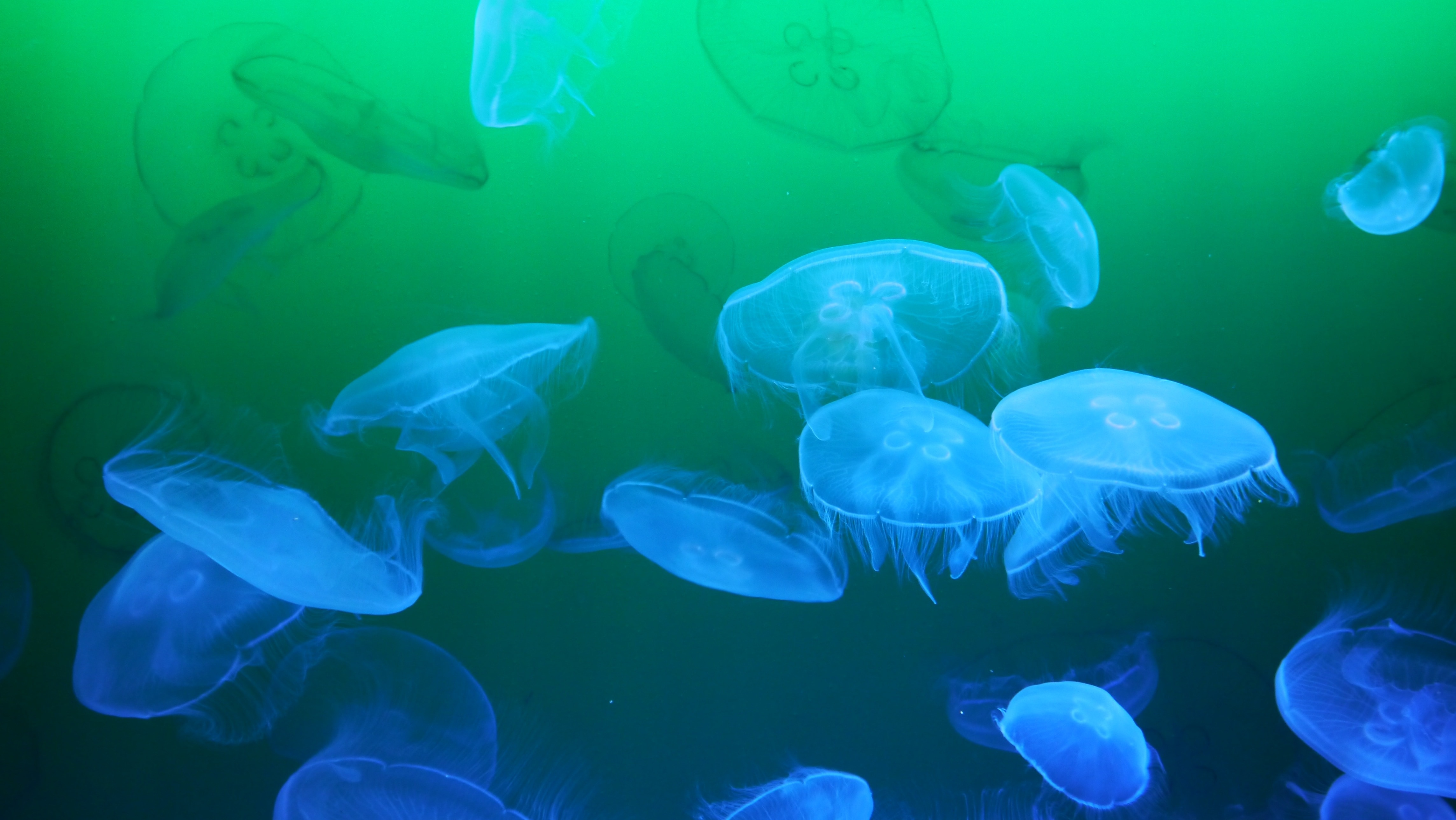 Meduse, Sea Animal, Jellyfish, water, underwater
