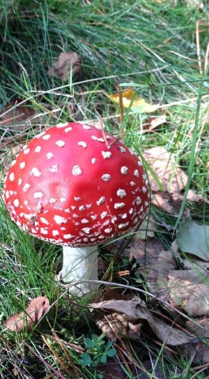 red and white mushroom thumbnail