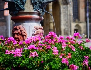 Flowers, Geranium, Water, Fountain, flower, statue thumbnail