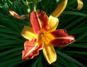 red and yellow lily thumbnail
