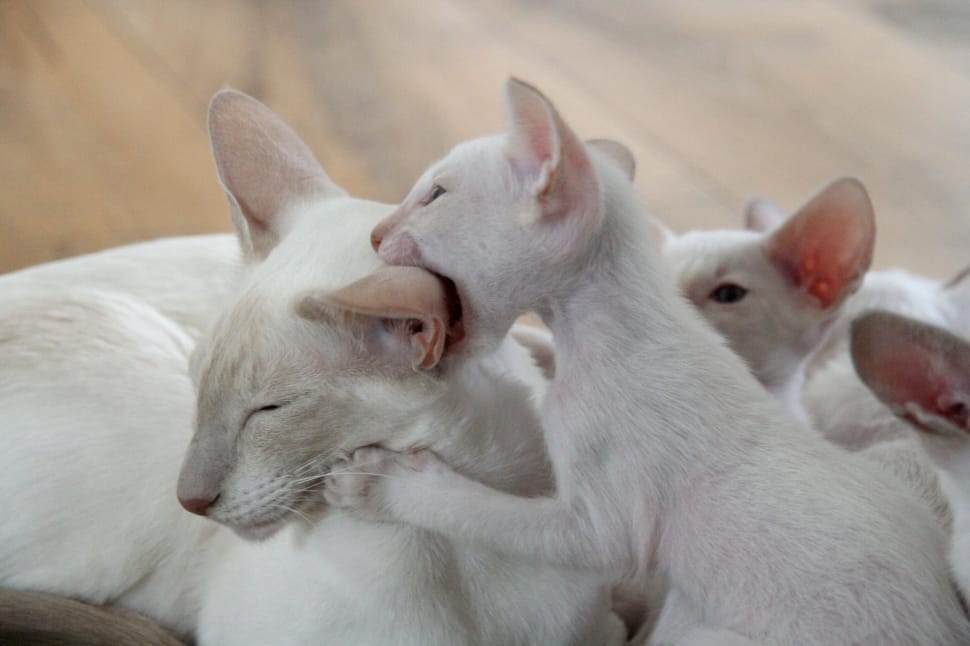 white short coated cat with kittens preview