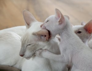 white short coated cat with kittens thumbnail