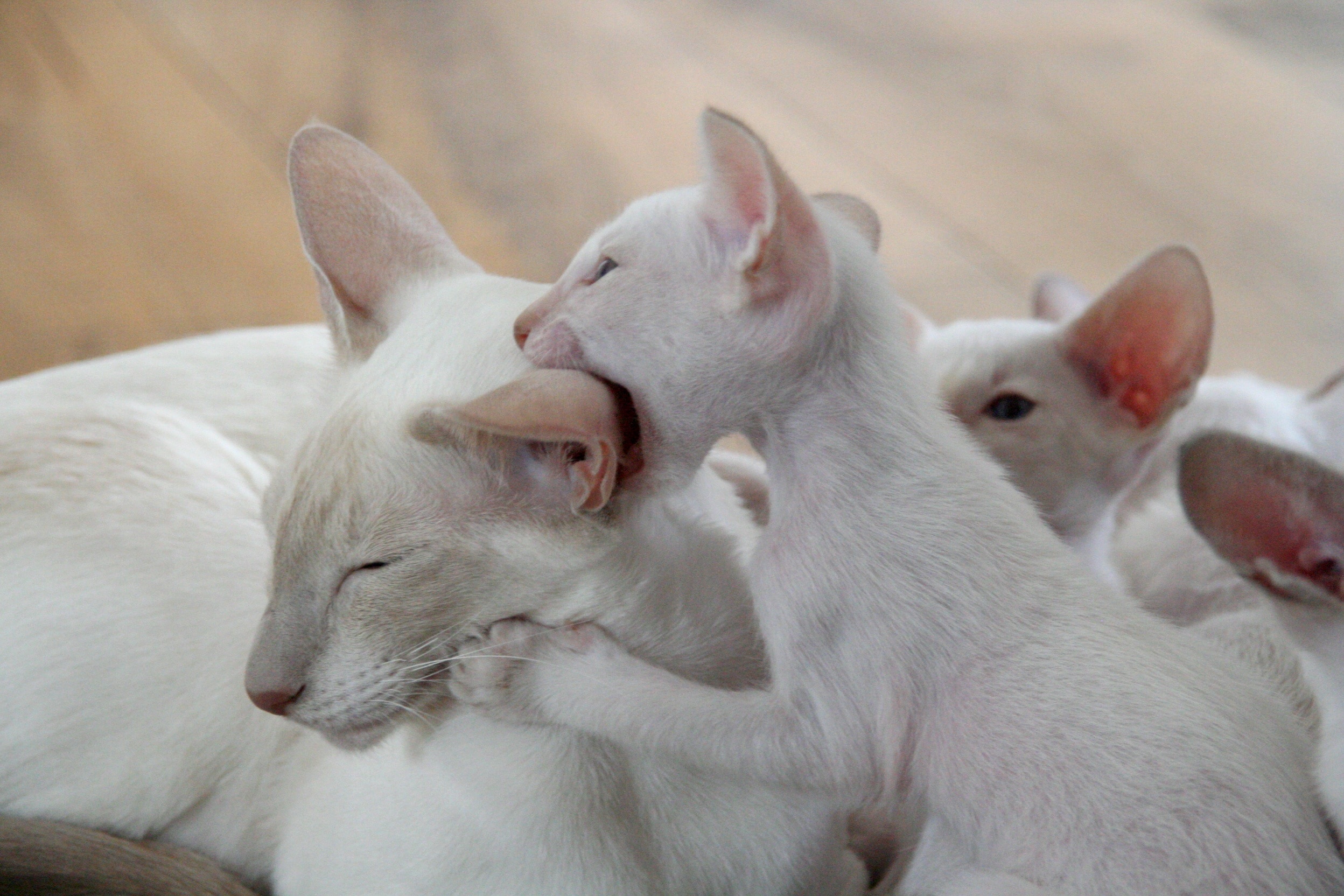 white short coated cat with kittens