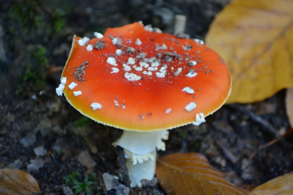 Toxic, Mushroom, Red, Nature, Autumn, close-up, fungus preview