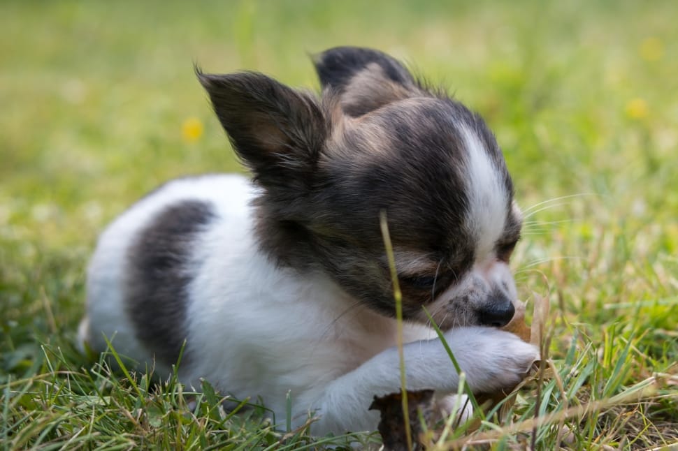 white and brown papillon puppy preview