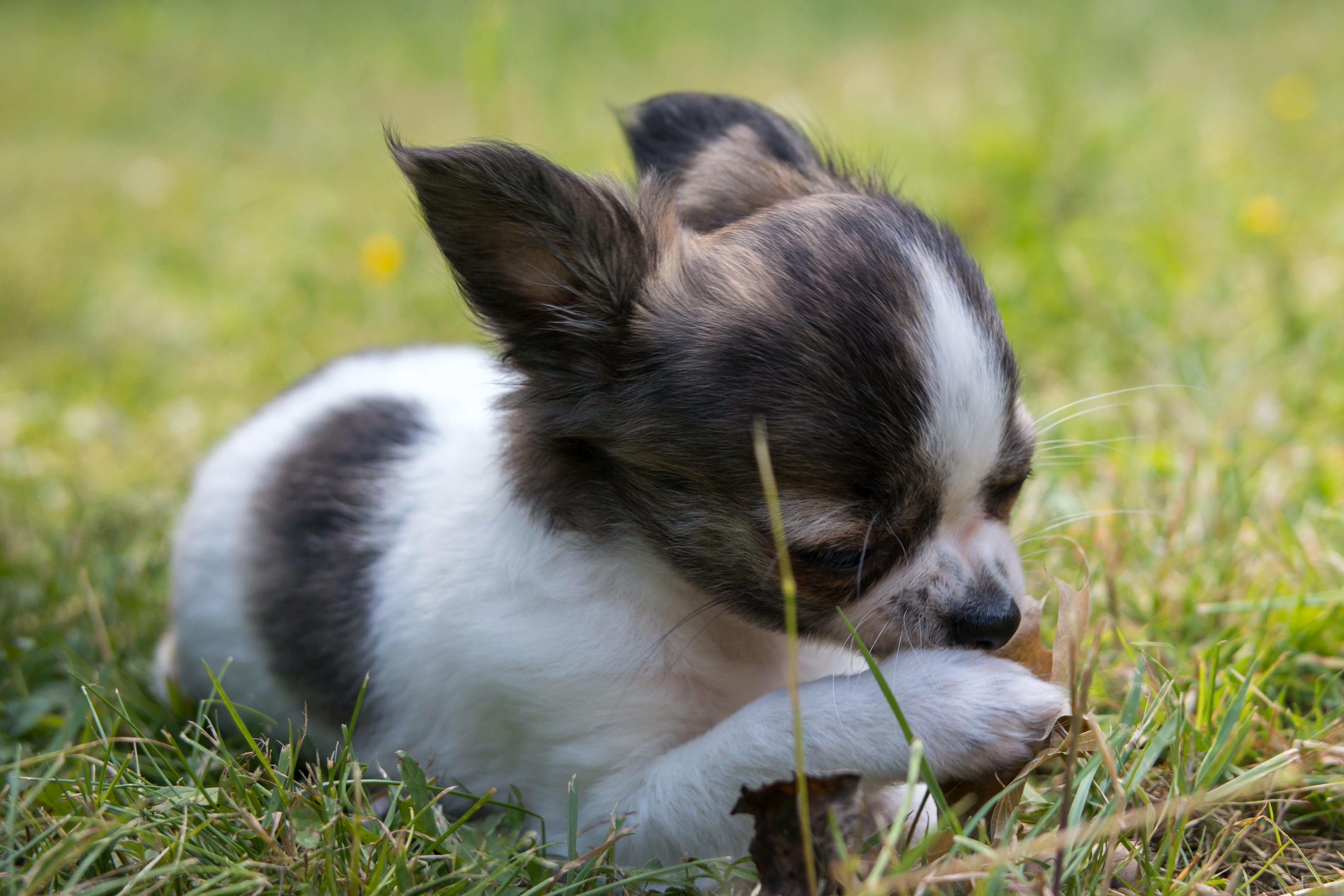 White And Brown Papillon Puppy Free Image Peakpx