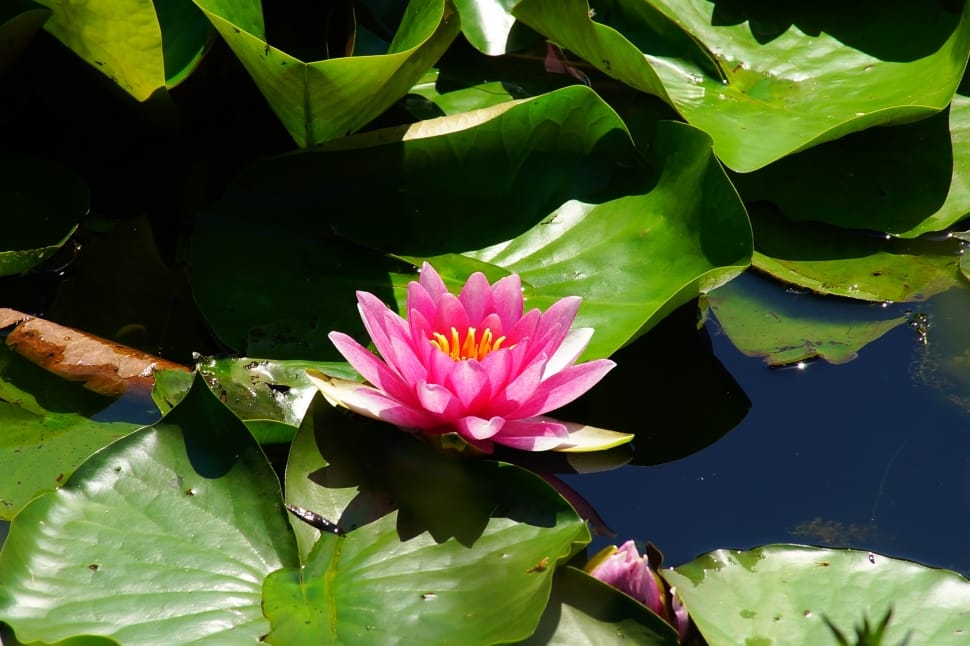 pink waterlily preview
