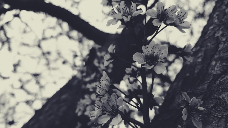 white flowers in grayscale photography preview