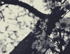 white flowers in grayscale photography thumbnail