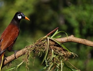 brown and red bird thumbnail