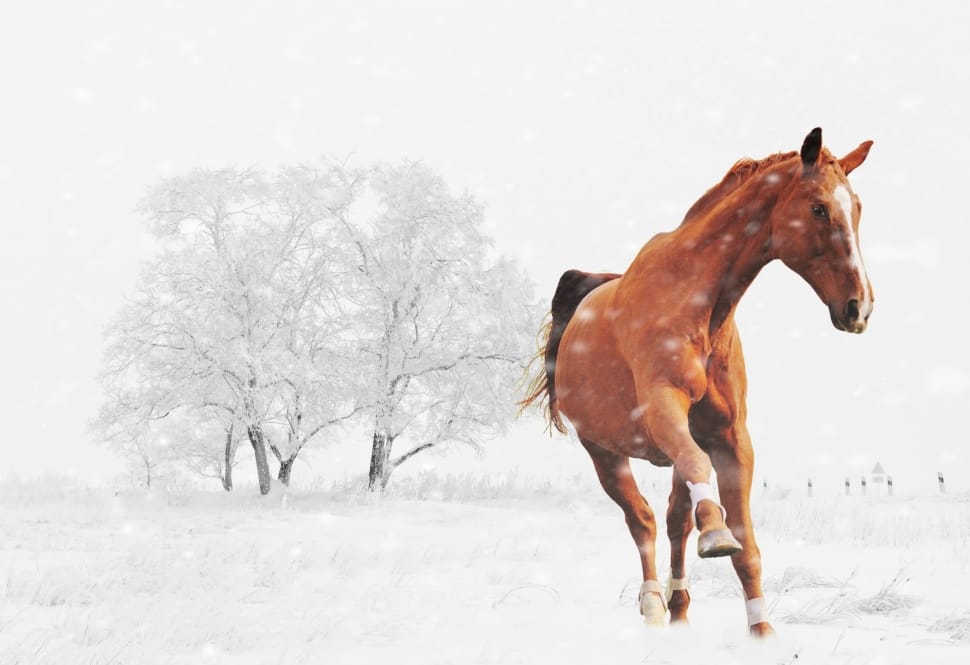 Animal, Snow, Horse, Play, Winter, horse, snow preview