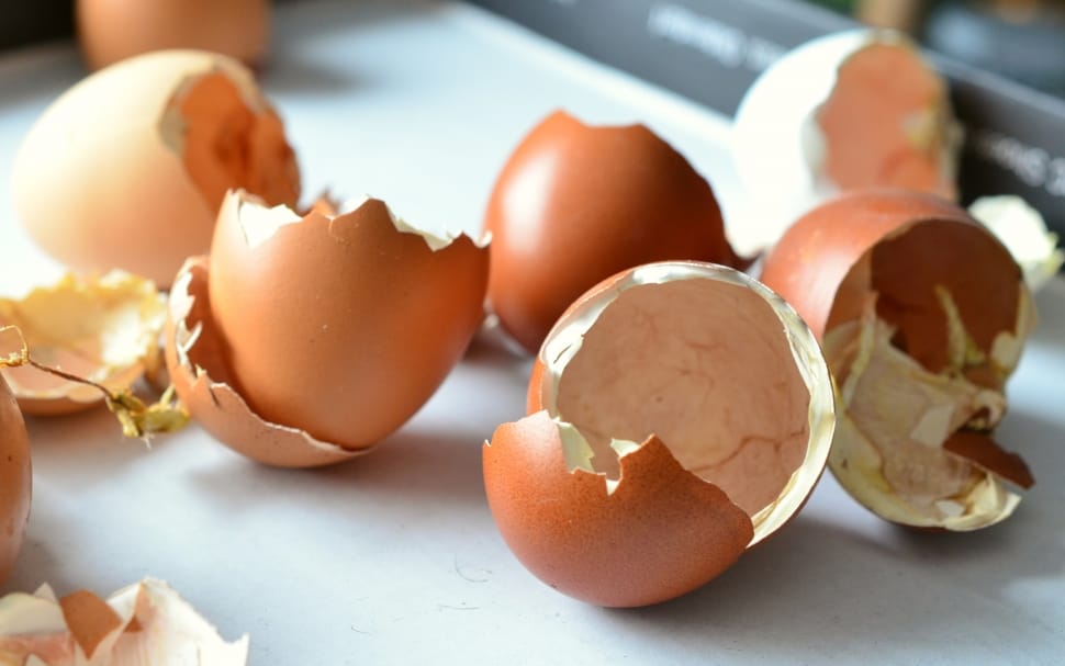 brown chicken egg shell lot preview