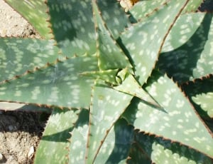 close photo of green leaf plant thumbnail