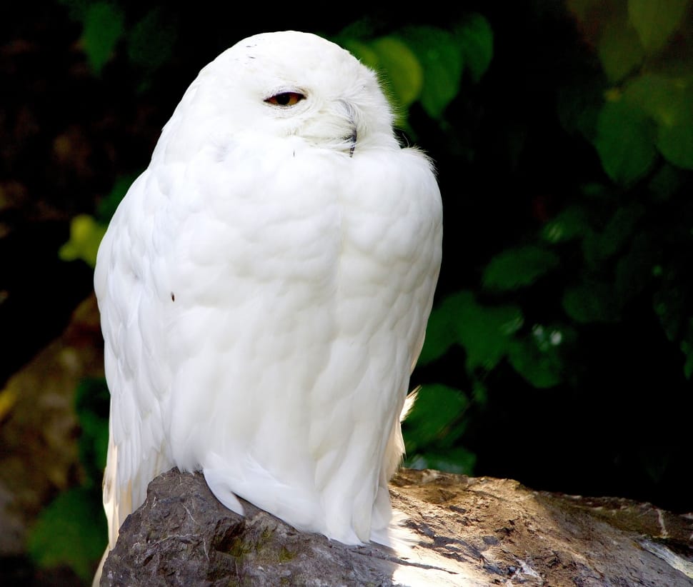 white owl preview