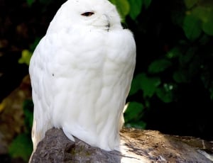 white owl thumbnail