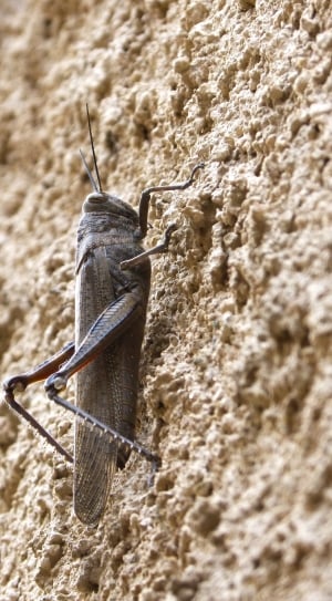 grey grasshopper in closeup photo thumbnail