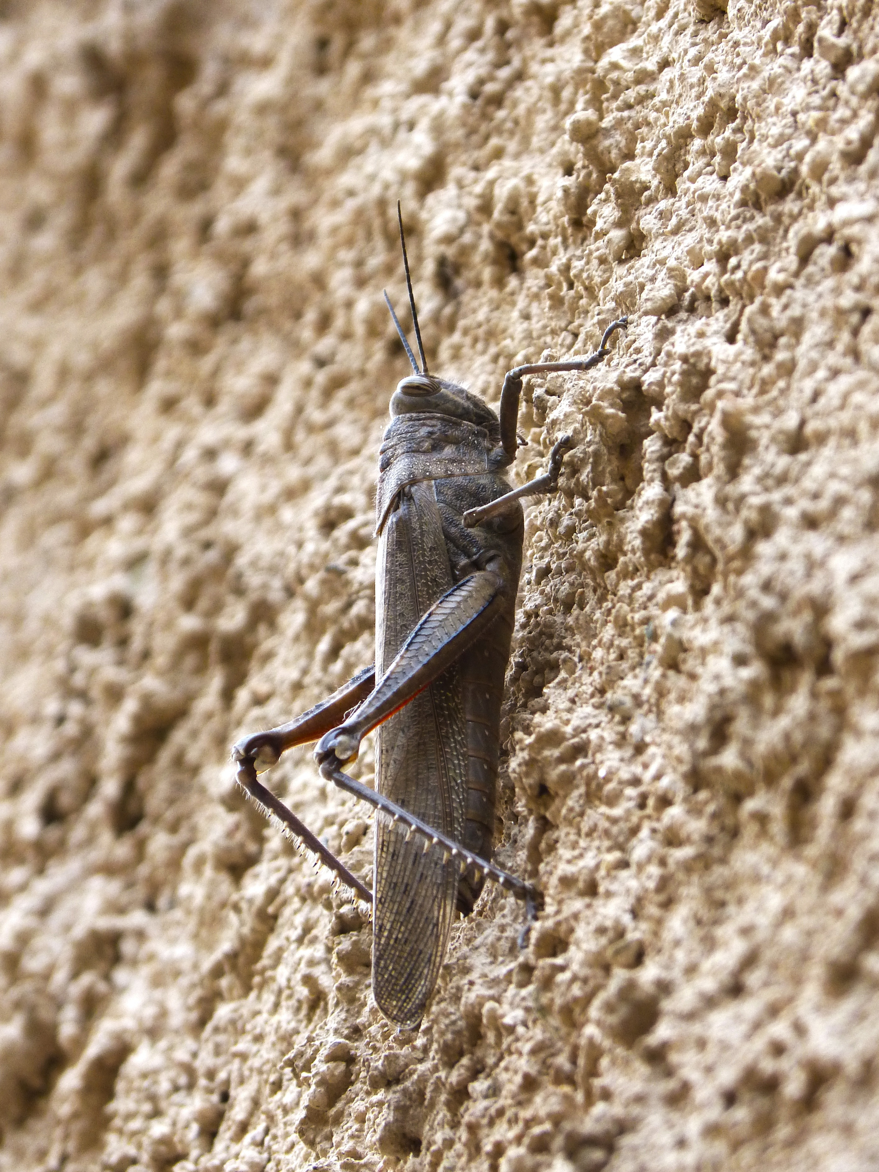 grey grasshopper in closeup photo