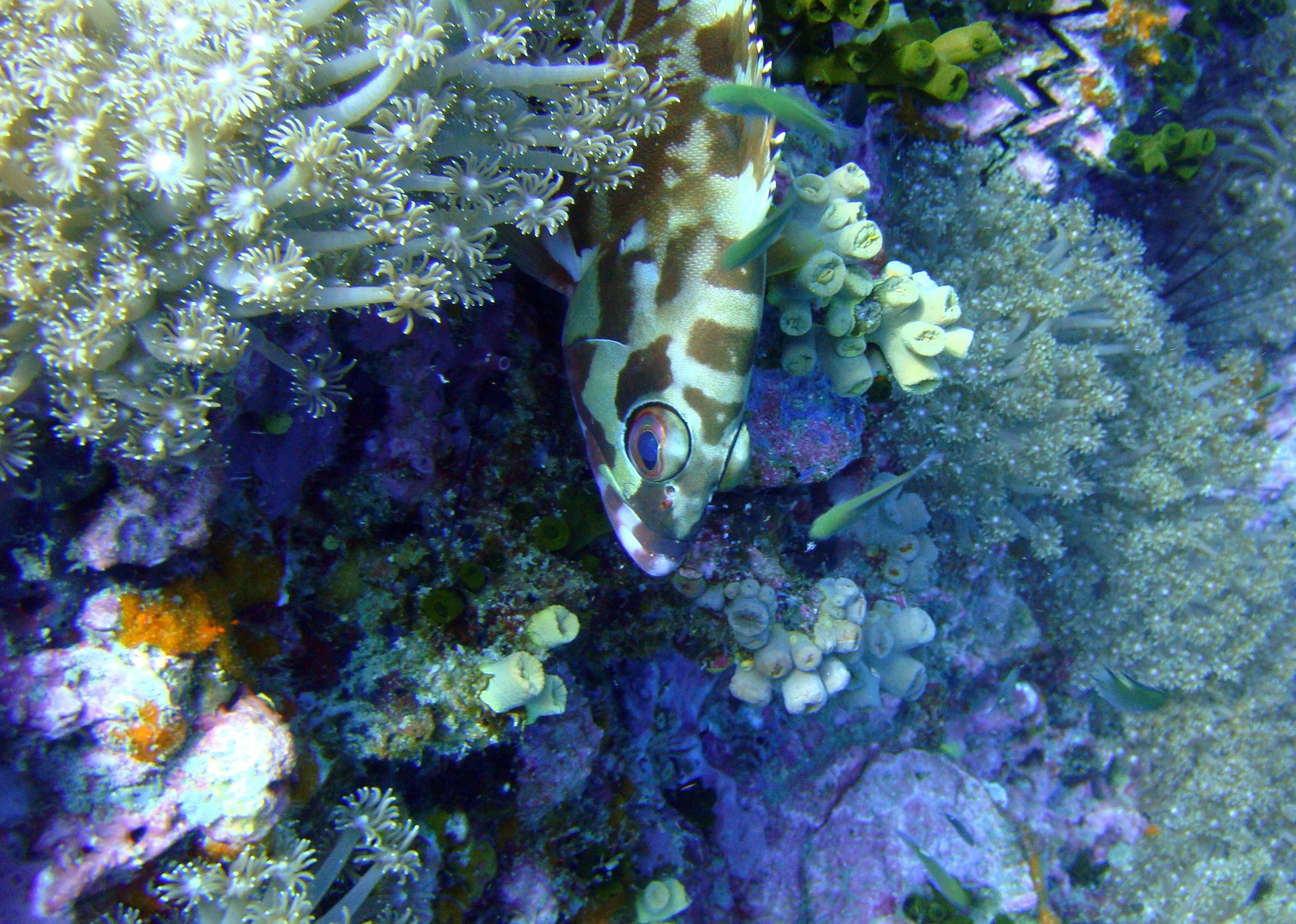 brown and beige short fin fish