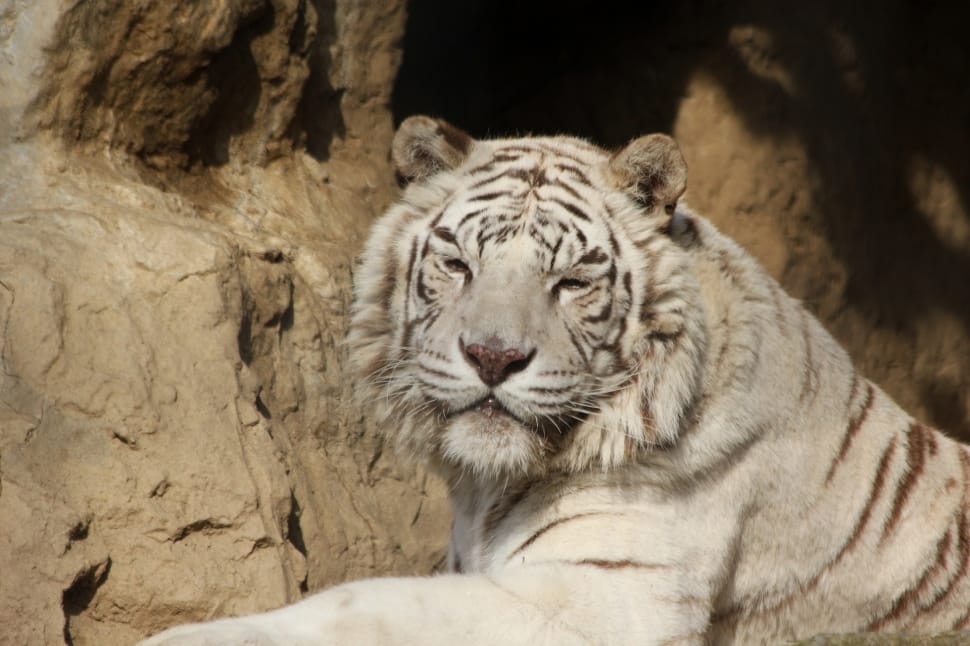 white tiger preview