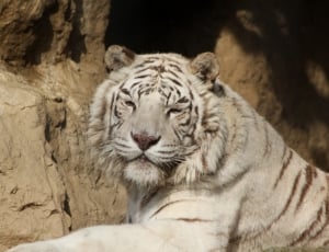 white tiger thumbnail