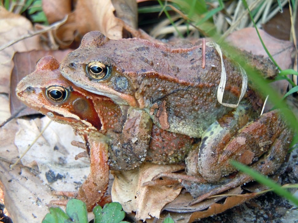 two brown frog mating preview