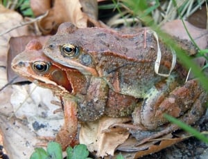 two brown frog mating thumbnail
