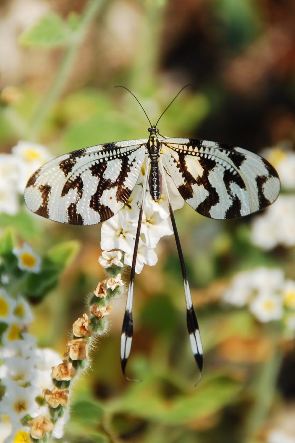 white and black butterfly preview