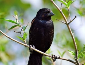 black feathered bird on brown wooden branch thumbnail