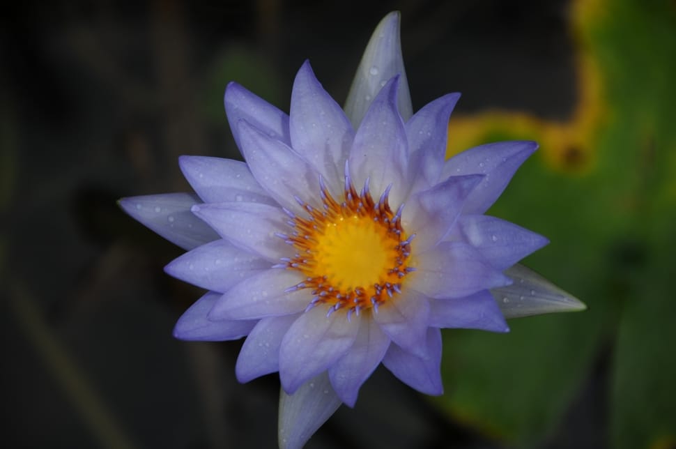 purple water lily preview