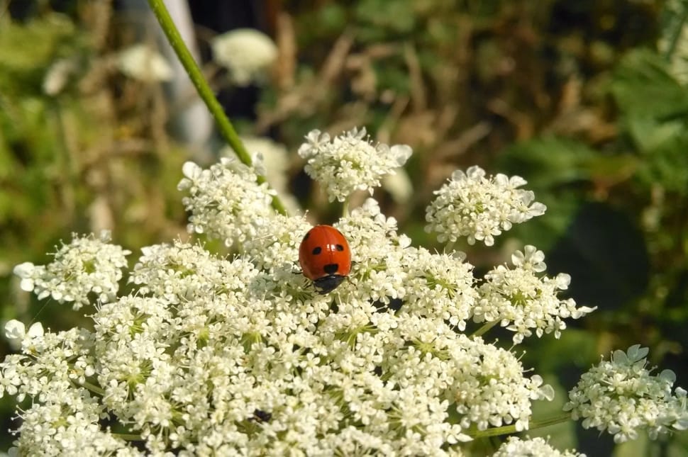 Flower, Insect, Ladybug, Outdoor, Red, animals in the wild, insect preview