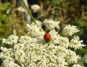 Flower, Insect, Ladybug, Outdoor, Red, animals in the wild, insect thumbnail