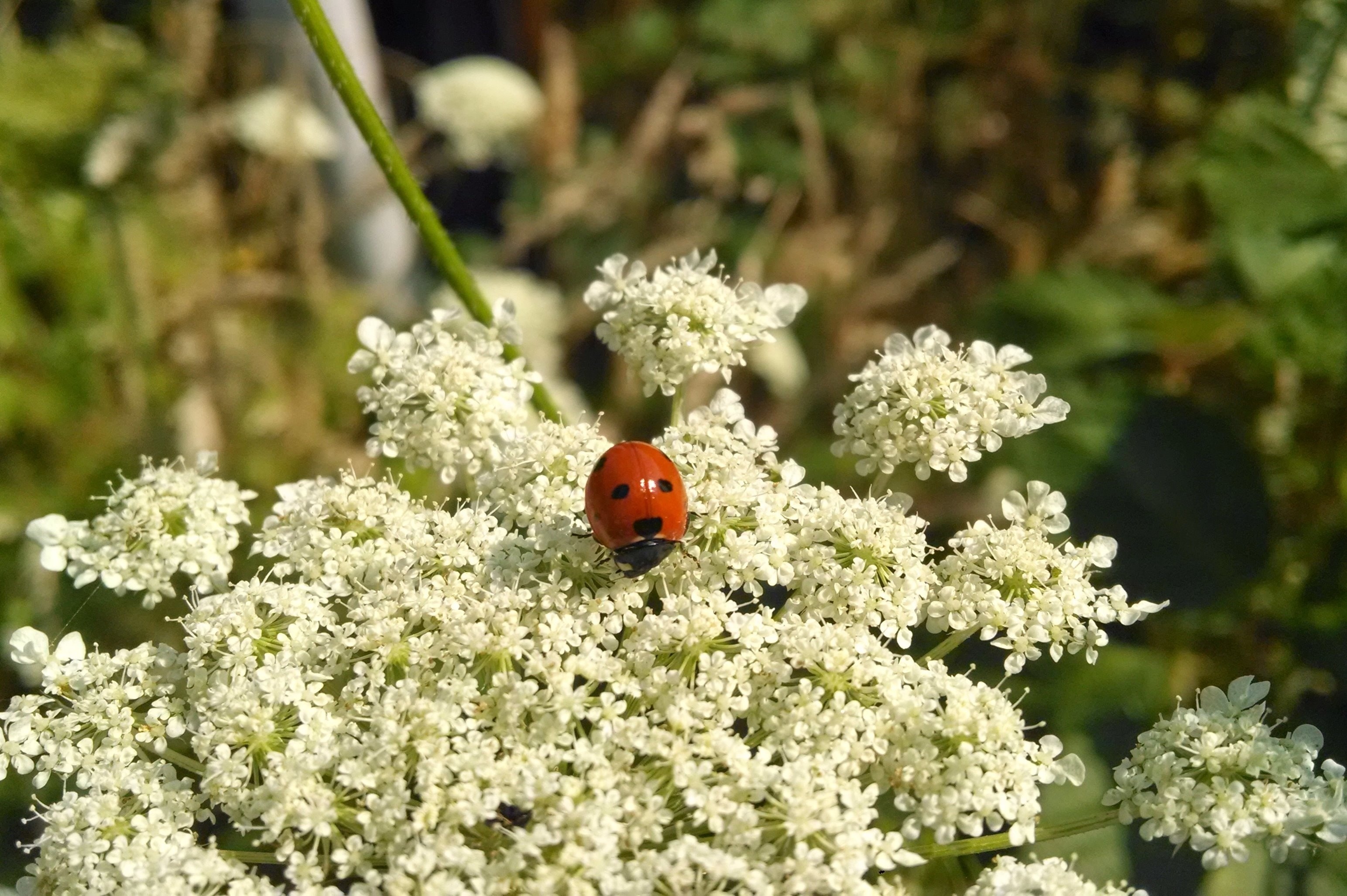 Flower, Insect, Ladybug, Outdoor, Red, animals in the wild, insect