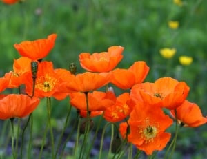 Summer, Poppy, Garden, Green, Orange, flower, orange color thumbnail