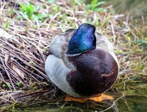 black blue and grey duck thumbnail