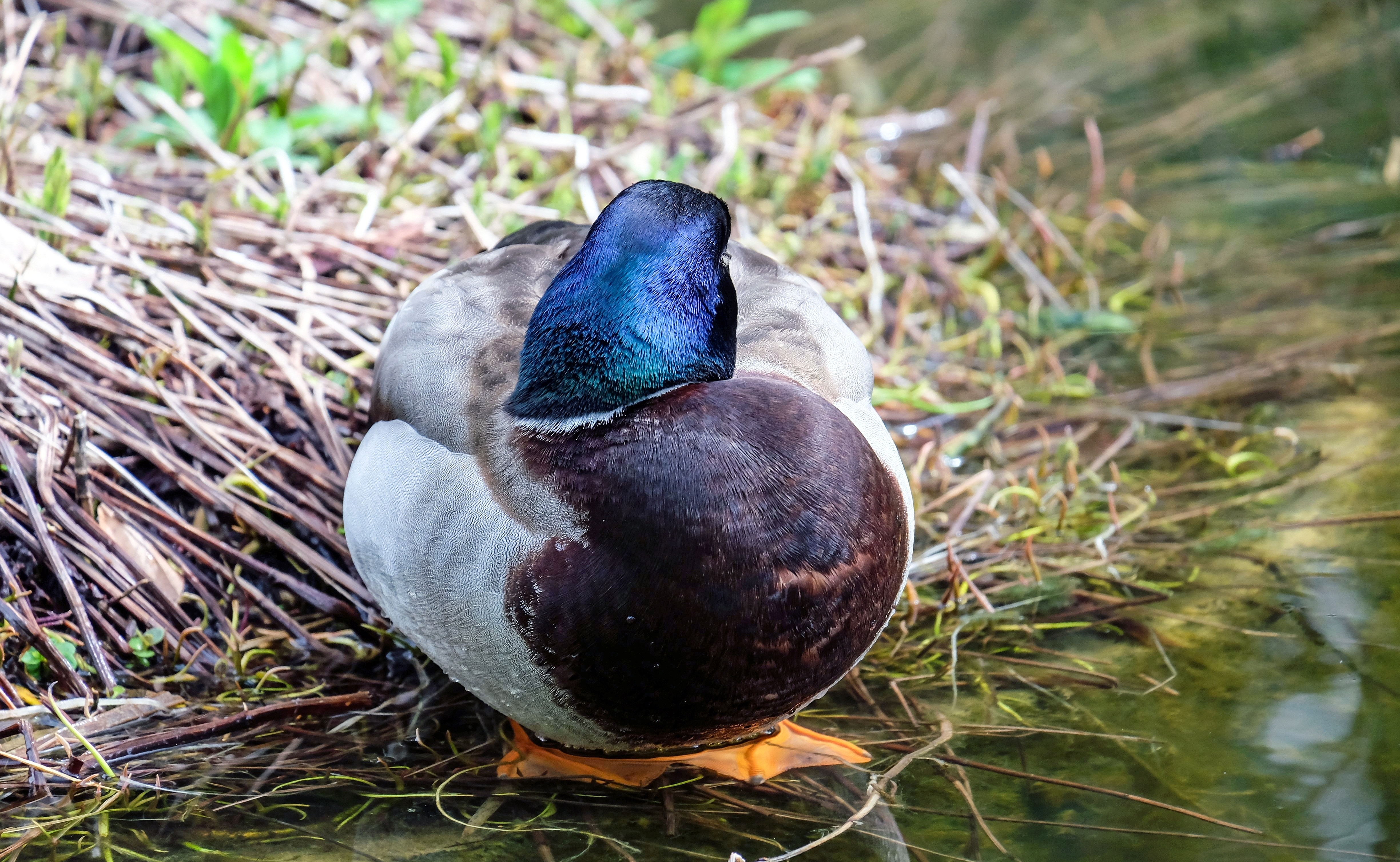 black blue and grey duck