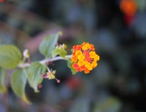 red and orange petaled flower thumbnail