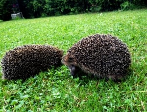 2 black and brown hedgehog thumbnail