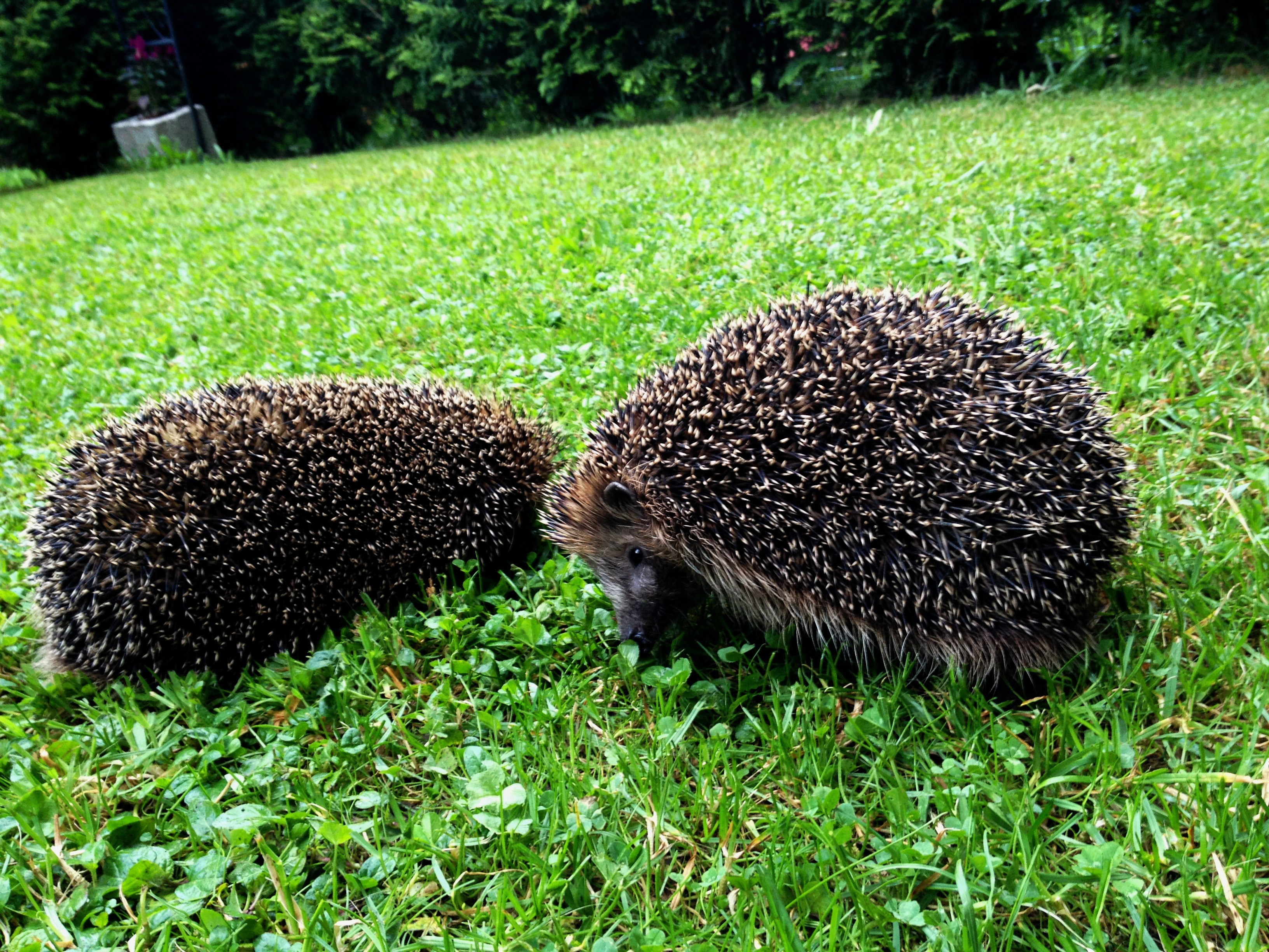2 black and brown hedgehog