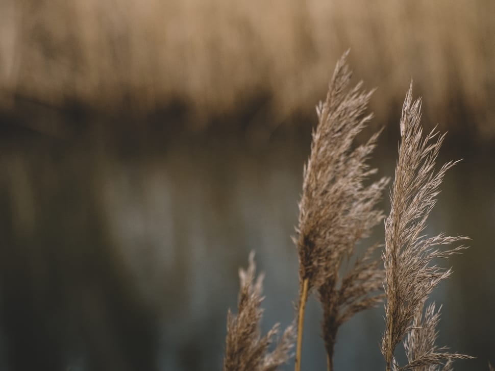 close up photo of wheat behind body of water preview