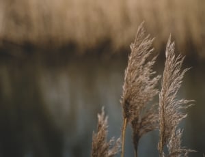 close up photo of wheat behind body of water thumbnail